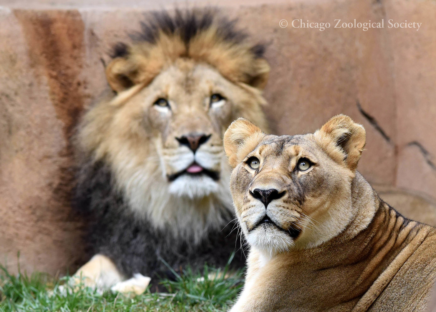 Brookfield Zoo